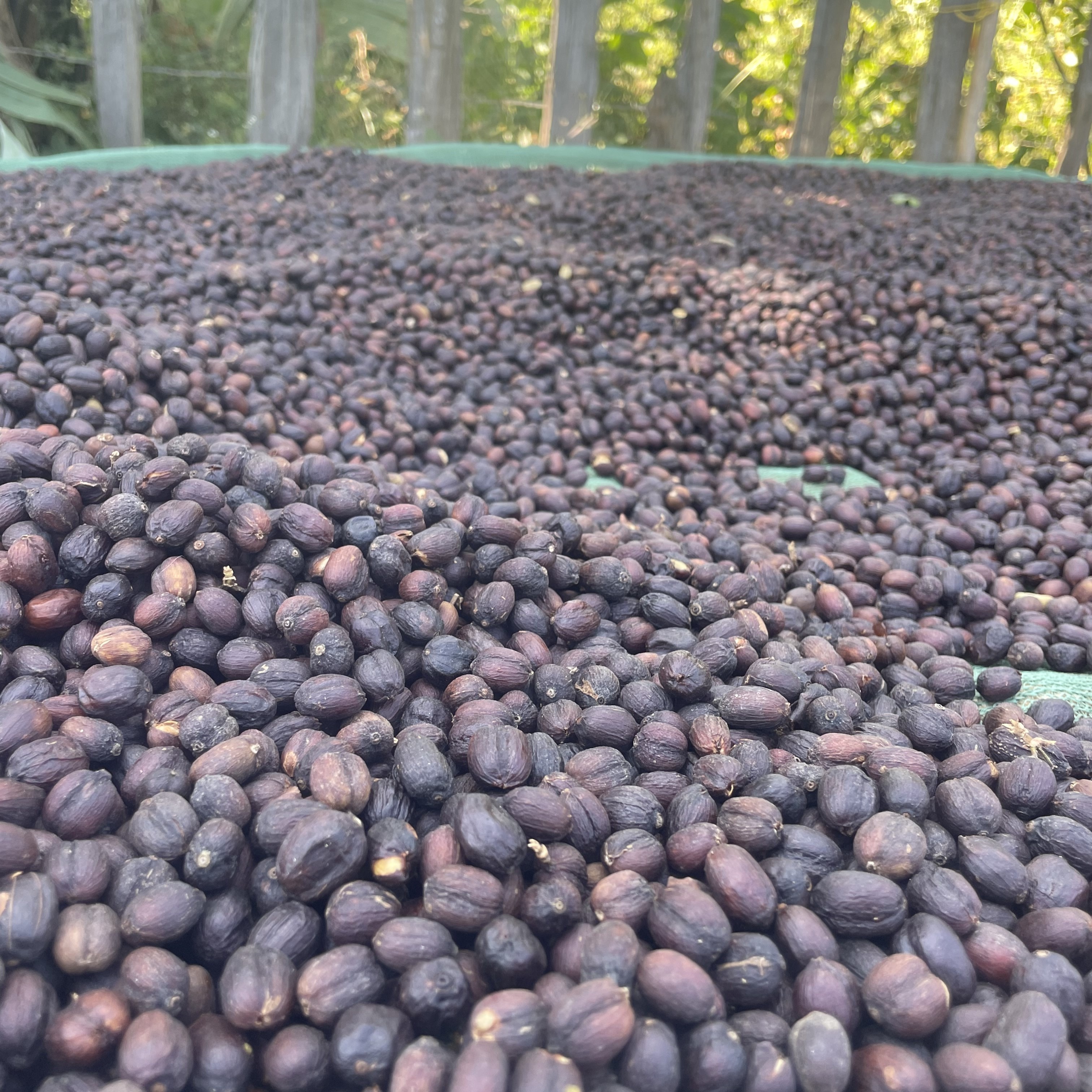Ethiopia Guji G3 Natural(24/25年クロップ) | ORIGIN COUNTRIES